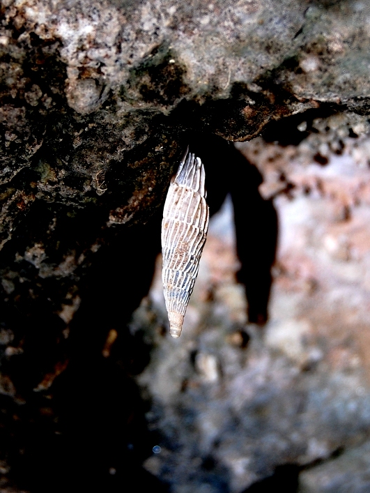 Siciliaria crassicostata nel trapanese